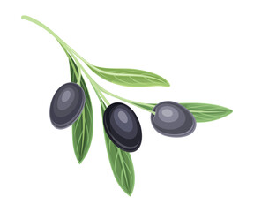 Obraz na płótnie Canvas Branch of Mature Olives Cultivar with Hanging Small Black Drupe Fruit Vector Illustration