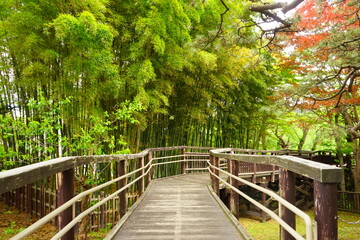 日本 北海道 函館 函館公園 竹林