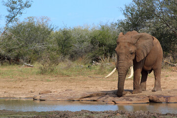 Afrikanischer Elefant / African elephant / Loxodonta africana