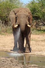 Afrikanischer Elefant / African elephant / Loxodonta africana