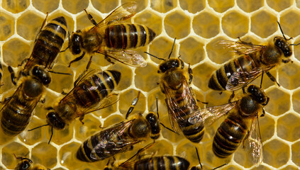 Work of young bees inside the hive.