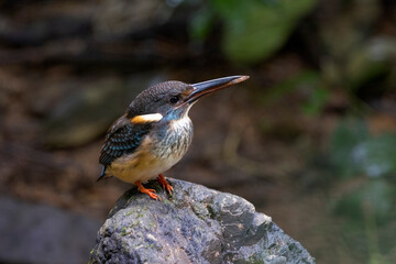 Blue-banded Kingfisher is holding a fish and standing on a rock.