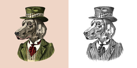 German Shorthaired Pointer. Dog dressed up in suit and bowler hat. Hunting breed. Fashion Animal character in clothes. Hand drawn sketch. Vector engraved illustration for label, logo and T-shirts