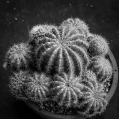 cactus on black