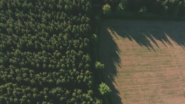 Aerial drone shot of the edge of an evergreen forest meeting meadows