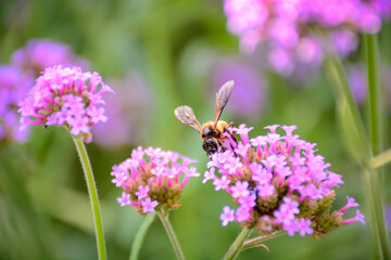 bee on a flower