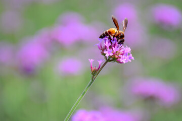 bee on lavender