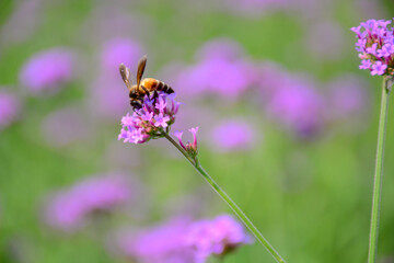 bee on lavender