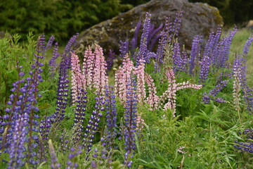 Obraz premium A purple Lupin field in New Zealand