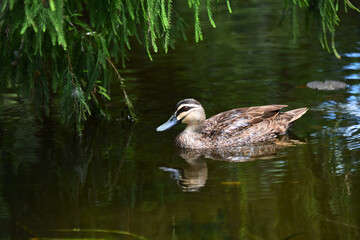 Australian teal duck swimming under willow in pond water