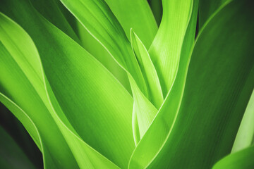 green leaves background