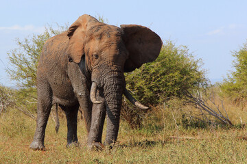 Obraz premium Afrikanischer Elefant / African elephant / Loxodonta africana