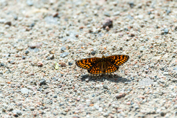 Fototapeta na wymiar Heat Fritillary, Melitaea athalia, imago, butterfly on gravel. Nature background with copy space. Close up photography taken in Sweden in June.