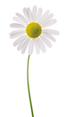 Chamomile flower