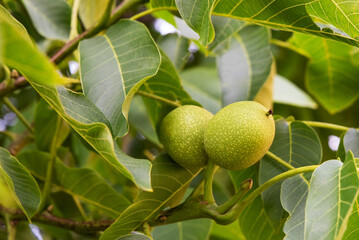 Walnut branch whit fruits