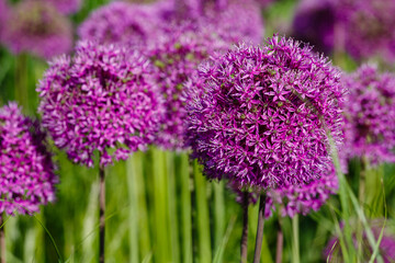 Giant Onion (Allium Giganteum) blooming. Field of Allium _ ornamental onion