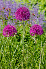 Fototapeta premium Giant Onion (Allium Giganteum) blooming. Field of Allium _ ornamental onion