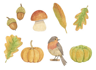 Watercolor set with autumn elements. Bird, pumpkin, leaves, mushroom and acorns isolated on a white background.