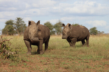 Fototapeta premium Breitmaulnashorn / Square-lipped rhinoceros / Ceratotherium simum
