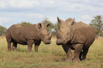 Fototapeta premium Breitmaulnashorn / Square-lipped rhinoceros / Ceratotherium simum