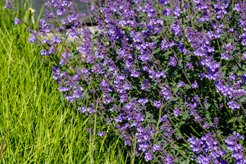 Catnip flowers (Nepeta ) in grass garden