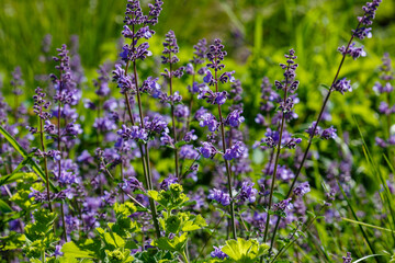 Catnip flowers (Nepeta ) in grass garden