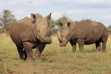 Fototapeta premium Breitmaulnashorn / Square-lipped rhinoceros / Ceratotherium simum