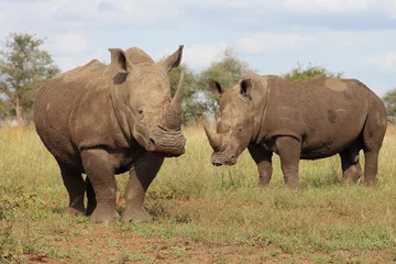 Foto op Plexiglas Breitmaulnashorn / Square-lipped rhinoceros / Ceratotherium simum © Ludwig