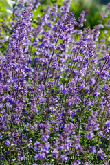 Fototapeta premium Catnip flowers (Nepeta ) in grass garden. Catnip is aromatic plants.