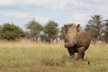 Breitmaulnashorn und Riesenglanzstar / Square-lipped rhinoceros and Burchell's starling / Ceratotherium simum et Lamprotornis australis