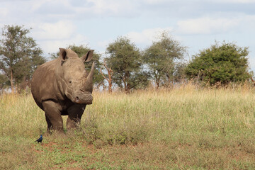 Breitmaulnashorn und Riesenglanzstar / Square-lipped rhinoceros and Burchell's starling /...