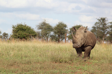 Breitmaulnashorn / Square-lipped rhinoceros / Ceratotherium simum