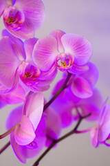 Obraz na płótnie Canvas Primer plano de una Orquídea de tonos rosas y morados. Planta de orquídea plano macro. 