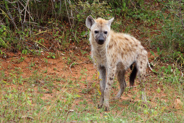Tüpfelhyäne / Spotted hyaena / Crocuta crocuta...
