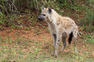 T&uuml;pfelhy&auml;ne / Spotted hyaena / Crocuta crocuta...