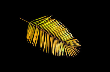 Closeup, Palm gold color leaf isolated on black background for design or stock photos, summer tropical plant, single flora
