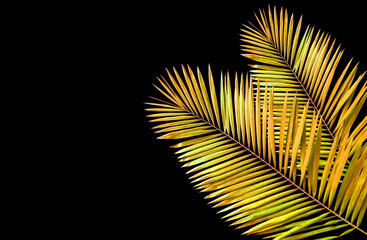 Closeup, Tropical two gold color palm leaf frame isolated on black background for design or stock photos, summer plant, flora pattern set