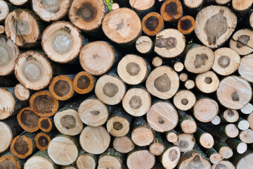 stack of sawn trees