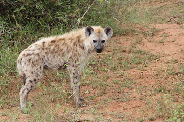 Tüpfelhyäne / Spotted hyaena / Crocuta crocuta...