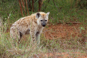 Tüpfelhyäne / Spotted hyaena / Crocuta crocuta...