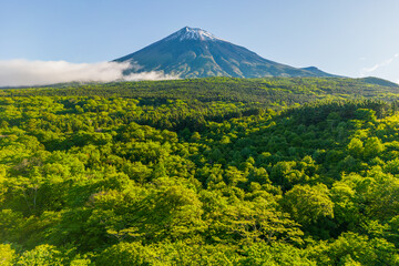 新緑の表富士　Fresh green front Fuji 