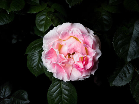 Pink rose with leaves, on a black background