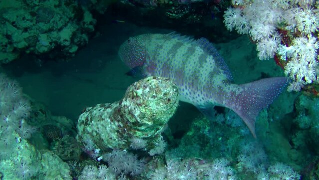 Leopard Grouper (Plectropomus pessuliferus) feels completely safe next to a reef rich in caves and cracks.