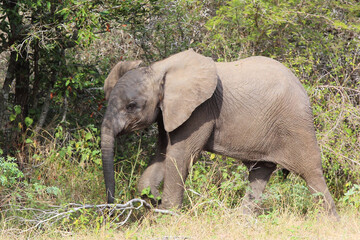 Afrikanischer Elefant / African elephant / Loxodonta africana