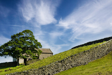 A steep farmers field with a drystone wall, a tree, and an abandoned farmhouse behind it. - obrazy, fototapety, plakaty