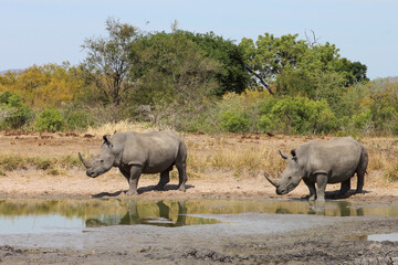 Breitmaulnashorn / Square-lipped rhinoceros / Ceratotherium simum