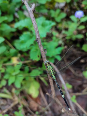 Close up photo of a green dragonfly