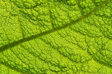 Nature Outdoor No People