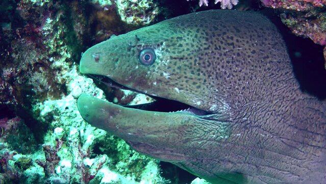 Close-up of a Giant moray (Gymnothorax javanicus) that sticks its head out of a coral crevice and opens its mouth in time with breathing, side view.