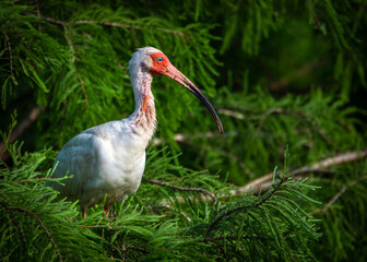 White Ibis in a tree!
